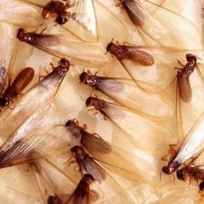 Sketsa Betawi: Pesan Laron untuk Kehidupan